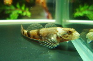 画像1: ウツセミカジカ 　（仔）　琵琶湖水系産　３匹セット