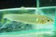 アユ　－鮎－　琵琶湖水系養魚
