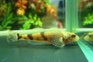画像3: ウツセミカジカ　（仔）　琵琶湖水系産