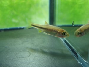 画像7: カワムツ　（小）　和歌山産　３匹