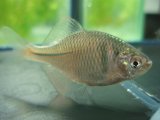 ニッポンバラタナゴ　７匹セット