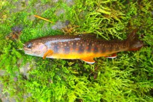 画像11: オショロコマ　（特大：約17〜18cm）　♂