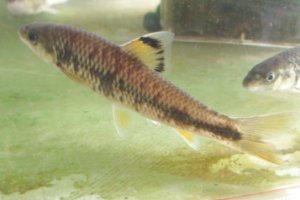 画像2: ビワヒガイ　（特大）　琵琶湖産　１ペア