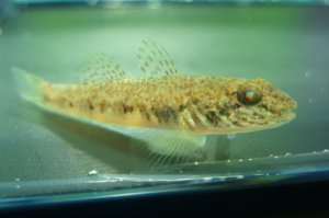 画像3: ゴクラクハゼ　（約4cm）　南紀産　３匹セット