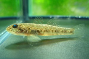 画像4: ゴクラクハゼ　（約4cm）　南紀産　３匹セット