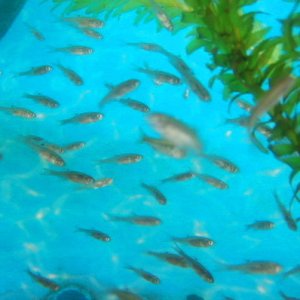 画像1: 特価　カネヒラ　（ベビー）　３０匹セット