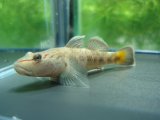 オウミヨシノボリ　（トウヨシノボリ）　琵琶湖水系産　３匹セット