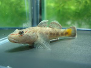 画像1: オウミヨシノボリ　（トウヨシノボリ）　琵琶湖水系産　３匹セット