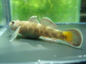 画像1: オウミヨシノボリ　（トウヨシノボリ）　琵琶湖水系産