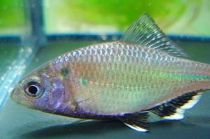 画像4: シロヒレタビラ　（約5〜6cm）　岡山産　♂♀♀３匹