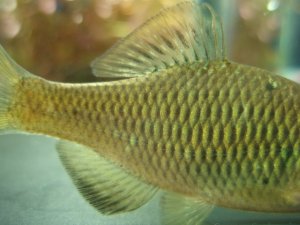 画像4: アブラボテ　（やや大）　琵琶湖水系産　♂♀♀３匹