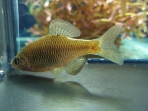 画像3: アブラボテ　（やや大）　琵琶湖水系産　♂♀♀３匹