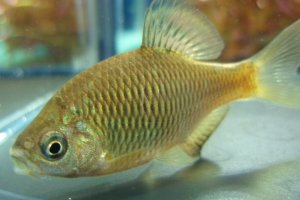 画像1: アブラボテ　（やや大）　琵琶湖水系産　♂♀♀３匹