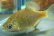 画像1: アブラボテ　（やや大）　琵琶湖水系産　♂♀♀３匹 (1)