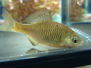 画像2: アブラボテ　（やや大）　琵琶湖水系産　♂♀♀３匹