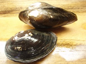 画像5: ドブ貝　（大）　福井産　３コセット