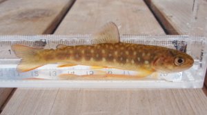 画像8: アメマス ・エゾイワナ　（やや中）