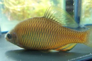 画像5: アブラボテ　（やや大）　琵琶湖水系産　♂♀♀３匹