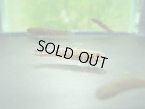 画像8: アベハゼ　愛媛産