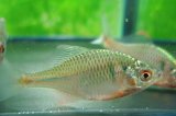 ニッポンバラタナゴ　♂♀♀３匹
