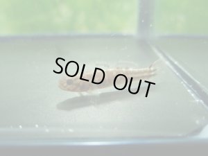 画像9: アベハゼ　愛媛産