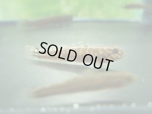 画像7: アベハゼ　愛媛産