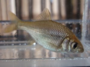 画像4: カネヒラ　（約3〜4cm）　岡山産　３匹セット