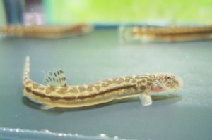 画像1: アジメドジョウ　滋賀産　３匹セット