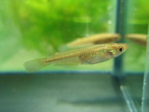 画像1: ミナミメダカ　京都産　５匹