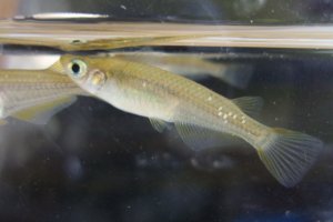 画像1: ミナミメダカ　滋賀産　５匹