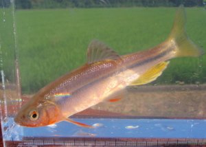 画像2: ヌマムツ　（やや大：婚姻美）　琵琶湖水系産　♂