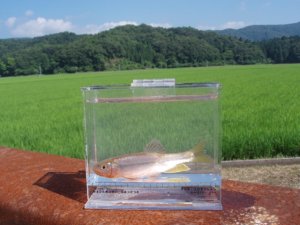 画像5: ヌマムツ　（やや大：婚姻美）　琵琶湖水系産　♂