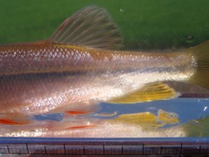 画像4: ヌマムツ　（やや大：婚姻美）　琵琶湖水系産　♂
