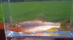 画像1: ヌマムツ　（やや大：婚姻美）　琵琶湖水系産　♂