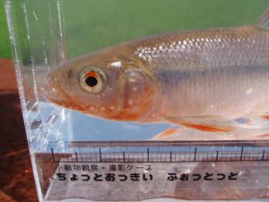 画像3: ヌマムツ　（やや大：婚姻美）　琵琶湖水系産　♂
