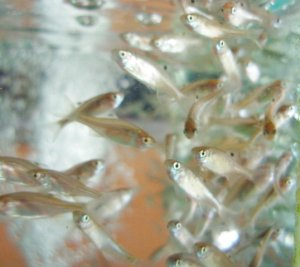 画像4: 特価　カネヒラ　（ベビー）　３０匹セット