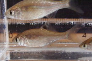 画像2: カネヒラ　（仔：約2〜3cm）　兵庫産　５匹