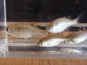 画像4: カネヒラ　（仔：約3〜4cm）　兵庫産　３匹