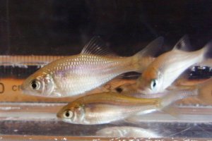 画像3: カネヒラ　（仔：約3〜4cm）　兵庫産　３匹