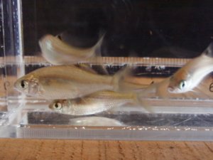 画像5: カネヒラ　（仔：約3〜4cm）　兵庫産　３匹