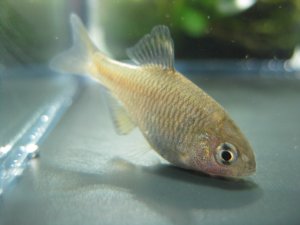 画像3: アブラボテ　（仔）　琵琶湖水系産