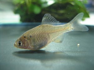 画像4: アブラボテ　（仔）　琵琶湖水系産