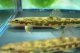 フクドジョウ　（やや中）　福島産　３匹セットです。