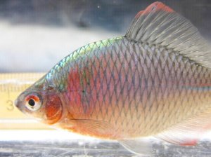 画像1: タイリクバラタナゴ　（やや大）　徳島産　１ペア