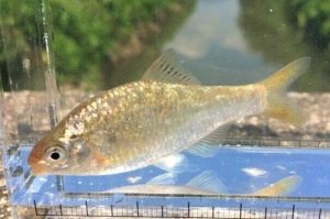 画像1: 特価　銀鱗ヤリタナゴ　（約6〜7cm）　琵琶湖水系産　３匹セット