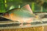 カネヒラ　（約7〜8cm：婚姻色）　琵琶湖産　１ペア