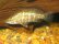 画像6: アカメ　（約3cm）　四万十川産