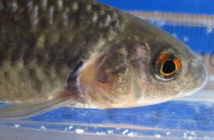 画像1: 特価　ビワヒガイ　（大）　琵琶湖産　３ペア