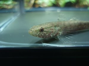 画像3: カワアナゴ　（約4〜5cm）　大阪産　３匹セット