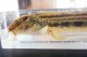 オオシマドジョウ　（大）　京都産